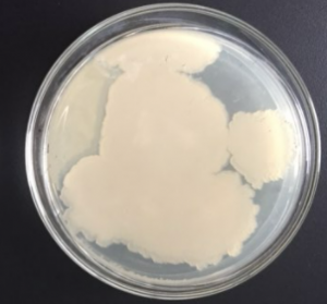 纯干货！菌落总数和大肠菌群的检测 – 逗点生物官方博客